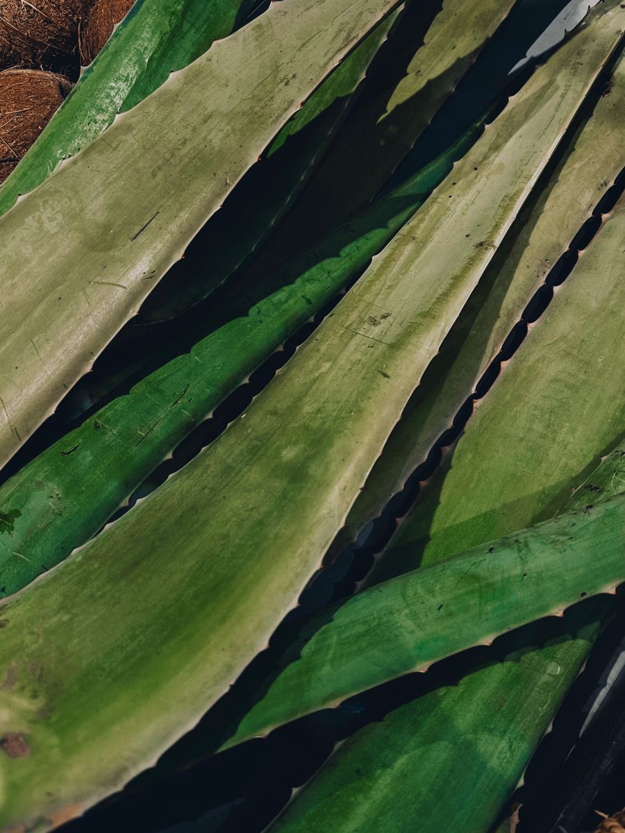 Feuilles d’aloe vera fraîches